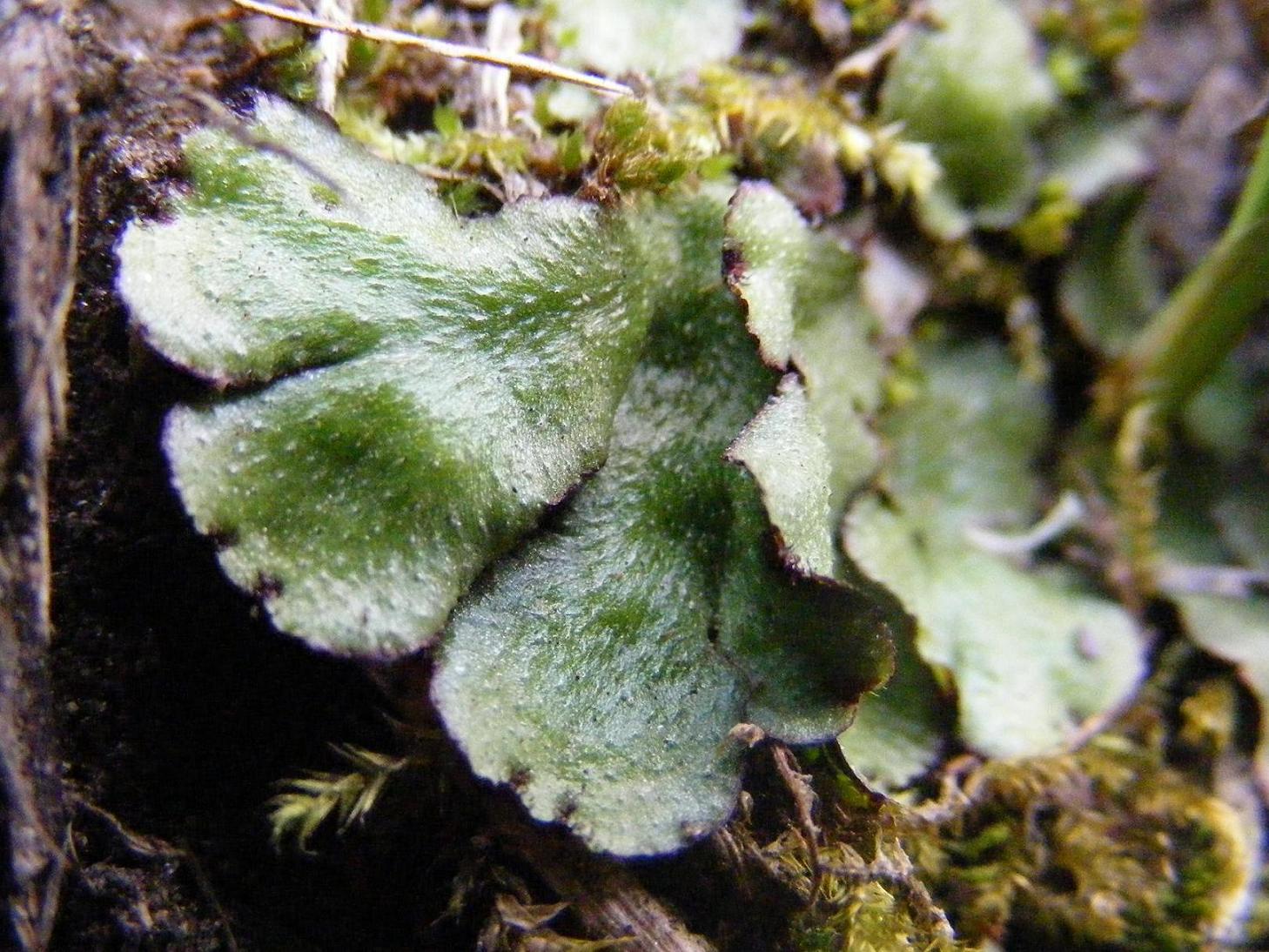 Lunularia? no, cfr. Reboulia hemisphaerica